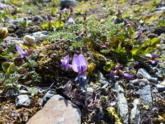 Astragalus nutzotinensis