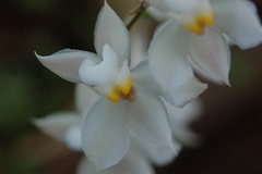 Cuitlauzina pulchella