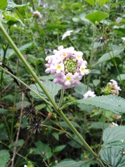 Lantana