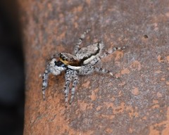 Menemerus bivittatus