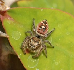 Phidippus cruentus