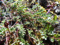 Astragalus nutzotinensis