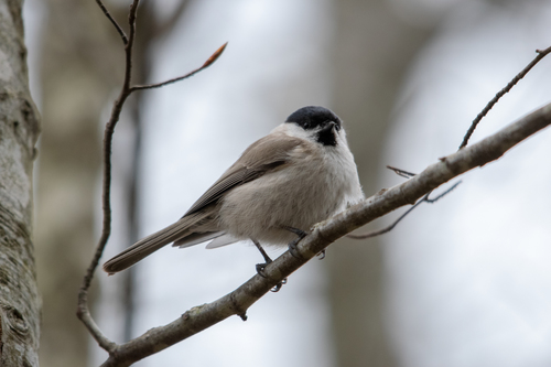 Carbonero palustre (Poecile palustris)