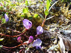 Astragalus nutzotinensis