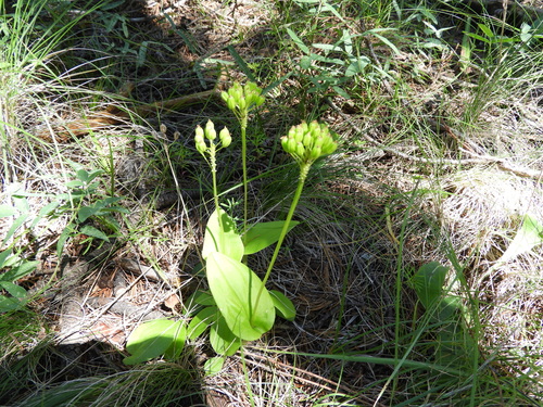 Image of Malaxis realdelmontensis by (c) Leticia Jiménez Hernández, some rights reserved (CC BY-SA)
