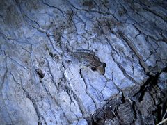 Scinax x-signatus