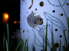 Scinax x-signatus