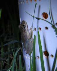Scinax x-signatus