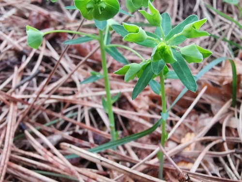 Euphorbia variabilis ssp. variabilis