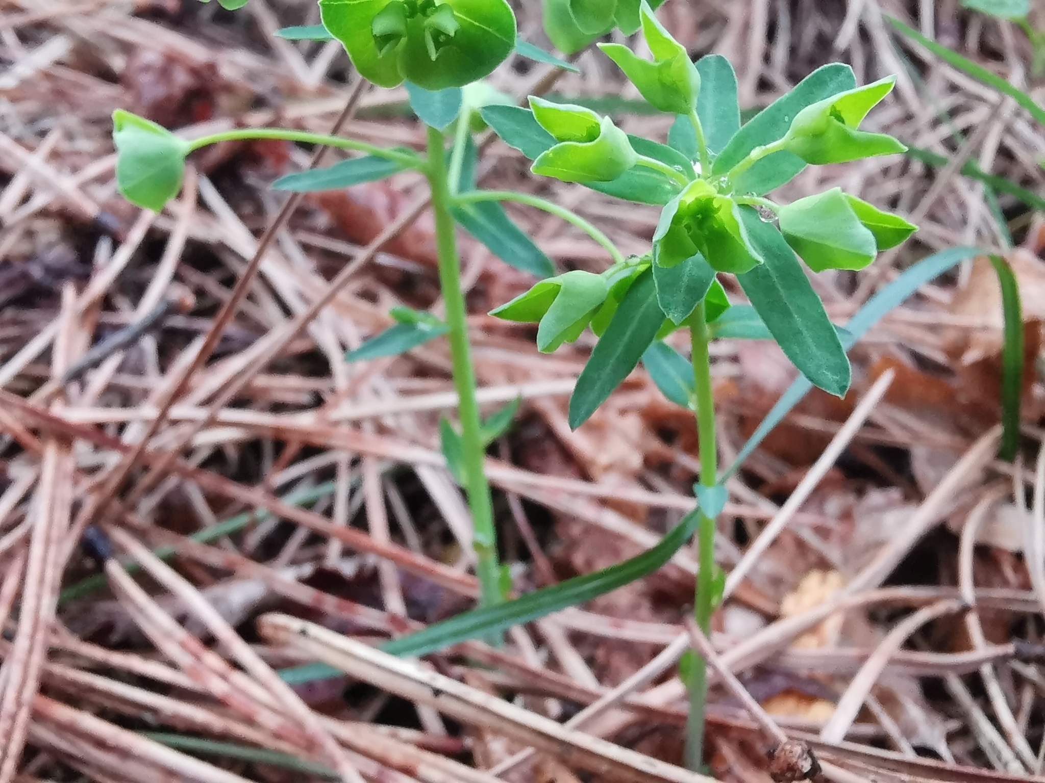 Euphorbia variabilis ssp. variabilis