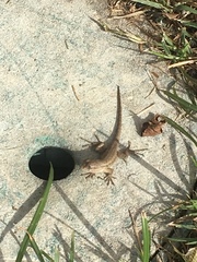 Sceloporus occidentalis