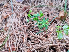 Euphorbia variabilis
