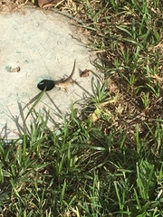 Sceloporus occidentalis