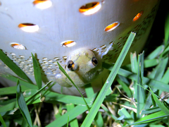 Scinax x-signatus