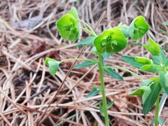 Euphorbia variabilis