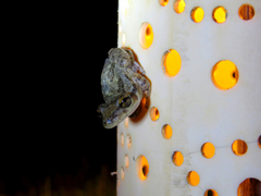 Scinax x-signatus