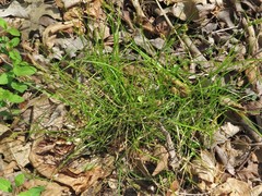 Carex texensis