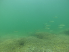 Caranx caballus