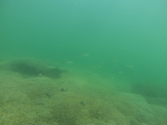 Caranx caballus