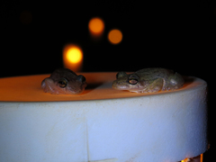 Scinax x-signatus