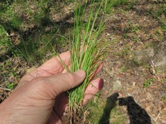Carex texensis