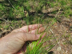 Carex texensis