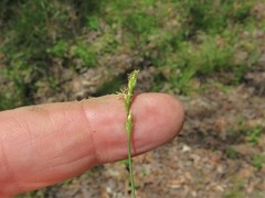 Carex texensis