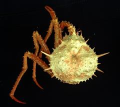 Lithodes couesi