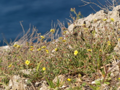 Fumana thymifolia