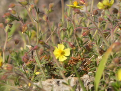 Fumana thymifolia