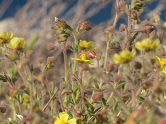 Fumana thymifolia