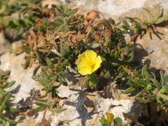 Fumana thymifolia