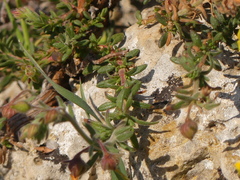Fumana thymifolia