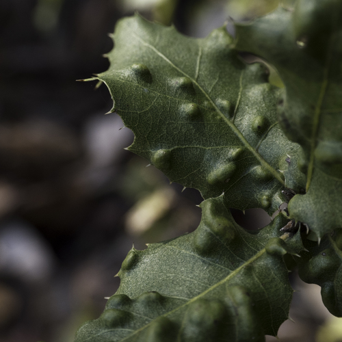 Live Oak Erineum Mite