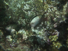 Pinctada mazatlanica