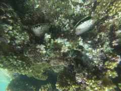 Pinctada mazatlanica