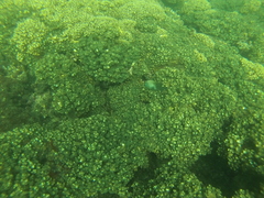 Stegastes acapulcoensis