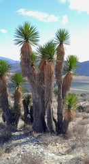 Yucca periculosa