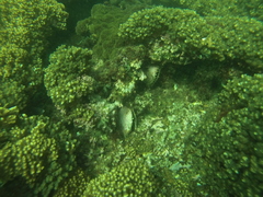 Pinctada mazatlanica