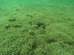 Stegastes acapulcoensis