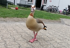 Alopochen aegyptiaca