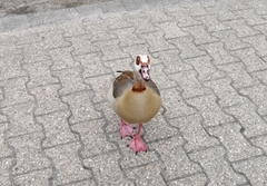 Alopochen aegyptiaca