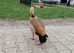 Alopochen aegyptiaca