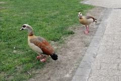 Alopochen aegyptiaca