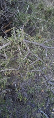 Castela erecta