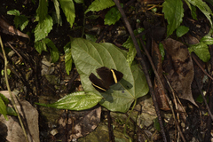 Abisara fylla