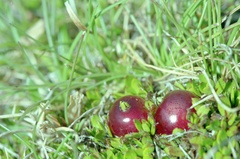 Coprosma atropurpurea