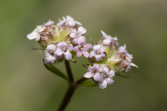 Valerianella obtusiloba