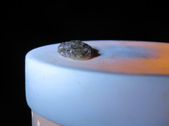 Scinax x-signatus