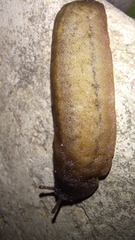 Laevicaulis natalensis